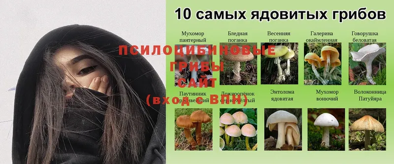 Псилоцибиновые грибы Cubensis  дарк нет состав  Андреаполь  blacksprut зеркало 